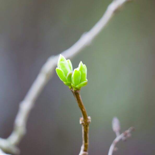 ein kleiner Zweig mit zwei grünen Blättern darauf