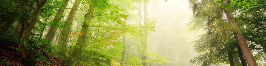 Natürlicher Torbogen aus Bäumen